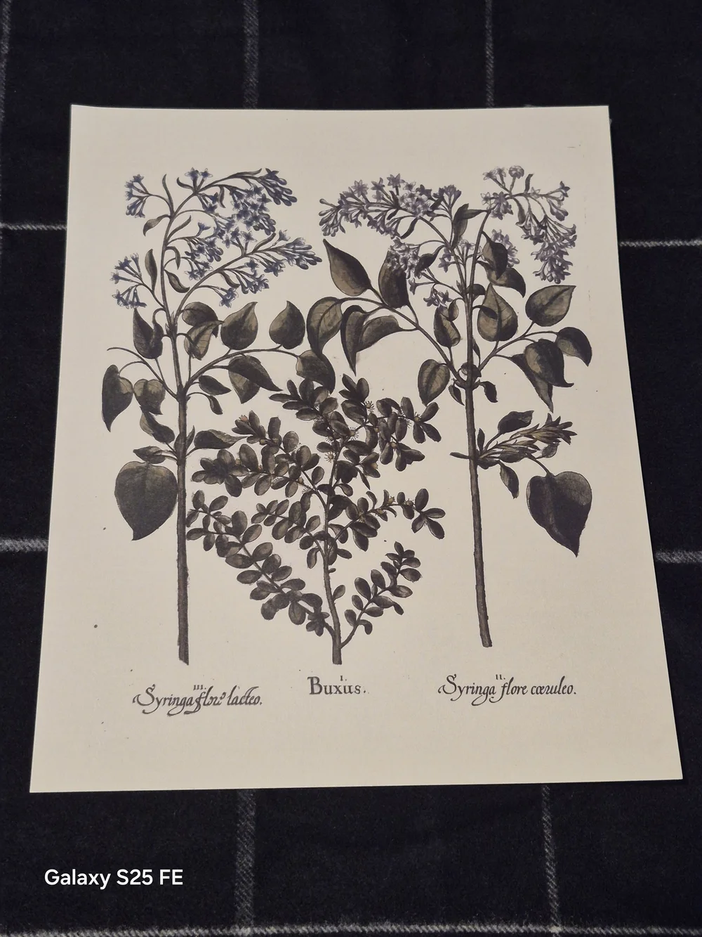 10x8 Basilius Besler Botanical Art Print Hortus Eystettensis Lilac & Boxwood
